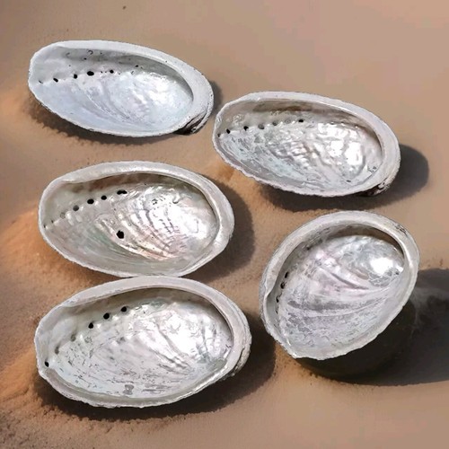 Coquilles ormeaux nacre - coquilles, d'ormeaux