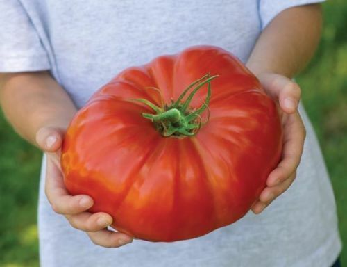 Graines tomate géante - tomate,