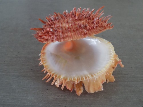 Coquillage new spondylidae - coquillage,