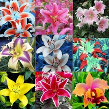 20 GRAINES DE LYS EXOTIQUES