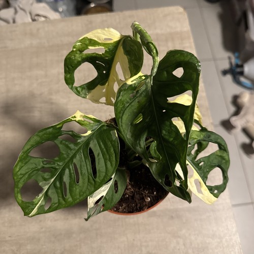 Monstera adansonii variegata - monstera,