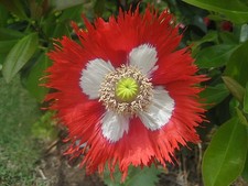 25 graines PAVOT DRAPEAU