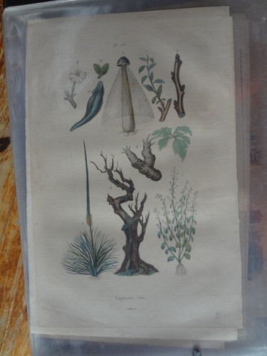 Gravure ancienne xix nature - xix,