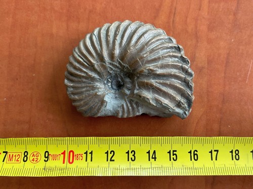 Ammonite hoplites dentatus - hoplites,