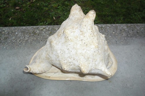 Coquillage cassis cornuta - coquillage, :