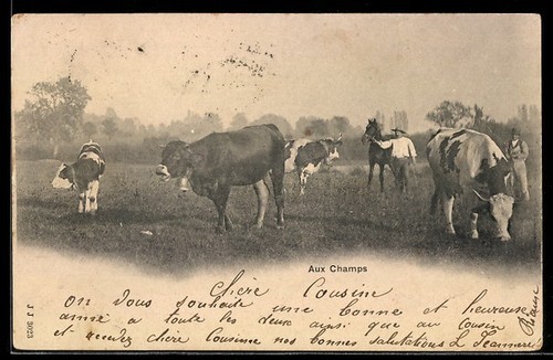 Carte postale bovins - bovins, un