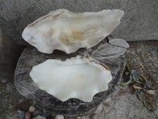 deux grands bénitiers coquillages vide poches 