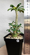 Dorstenia gigas (seed grown) ➡️--- RARE PLANT---CAUDEX