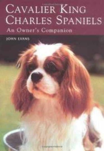 Cavalier king charles - cavalier,
