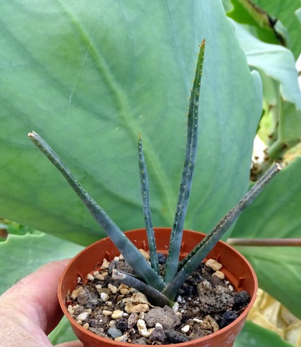 Aloe trachyticola cactus - trachyticola,