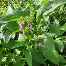 1 Russian Comfrey Bocking #14 Mature Root Crown 3"-6" Cold Hardy USDA Zones 3-9b