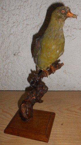 Ancienne taxidermie oiseau - ancienne,