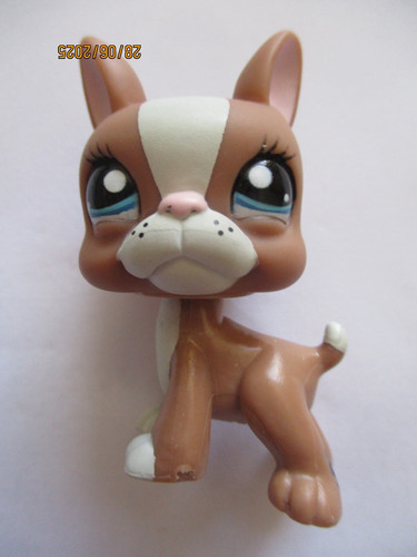 Petshop chien boston terrier - boston,