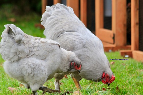 Lavender brahma fertile - brahma,