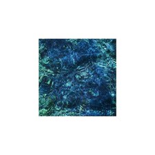 Luminescent Creatures