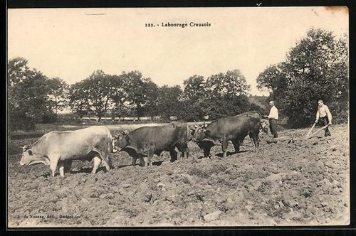 Les bovins tirent une - , charrue