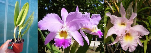 Cattleya gaskelliana rlc - gaskelliana,