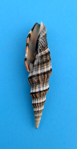 Vexillum tulearense mm - vexillum, 72,7