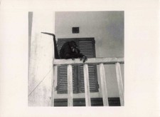 OLD GUIANA PHOTO ~1950 OYAPOCK MIMI THE MONKEY COUATA ON A RAILING