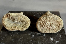 lot 2 coraux fossiles corail Pattalophyllia sinuosa Éocène Ilerdien France coral