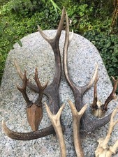 Lot Bois de cerfs Cornes bonne