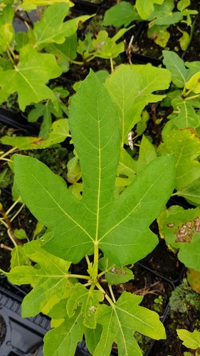 Ficus carica dame blanche - carica, 'dame