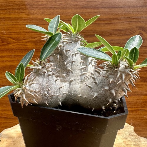 Pachypodium eberneum - pachypodium, 4.0”