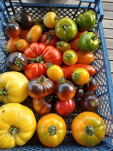 Graines tomates - graines,