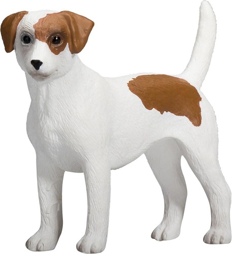 Chien jack russell terrier - chien,