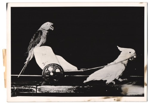 Photographie pousse - photographie, pousse-pousse