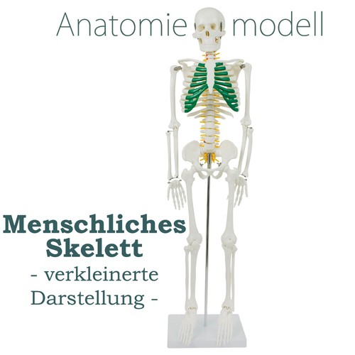 Modèle anatomie squelette - modèle, d'anatomie