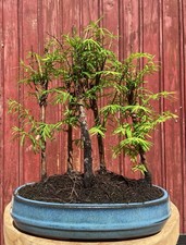 BONSAÏ FORÊT DE METASEQUOIA