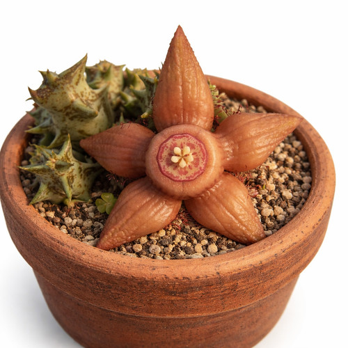 Duvalia sulcata subsp