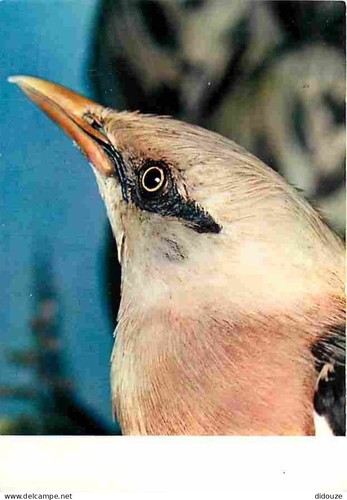 Carte postale animaux - carte,