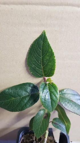 Aristotelia chilensis