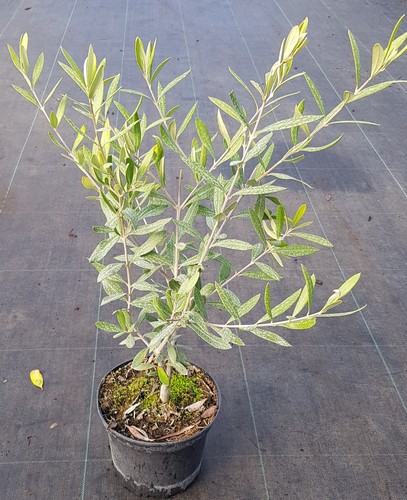 Olea europaea cipressino - olea, 'cipressino'