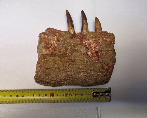 Fossiles dinosaure mâchoire - fossiles,