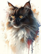 Photo A4 Bicolor Maine Coon