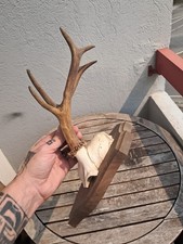 Trophée de chevreuil sur