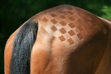 Ensemble De Échecs En Plastique Avec Formes Géométriques Pour Tonte De Chevaux