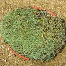 Raoulia australis - Carpette