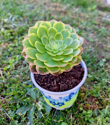 Aeonium fiesta rare - aeonium, succulent