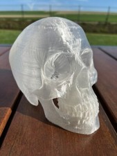 Crâne Squelette Humain