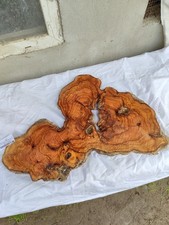 Rare dalle en bois d'olivier