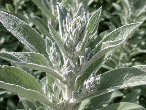 Salvia apiana 300 graines - apiana,,