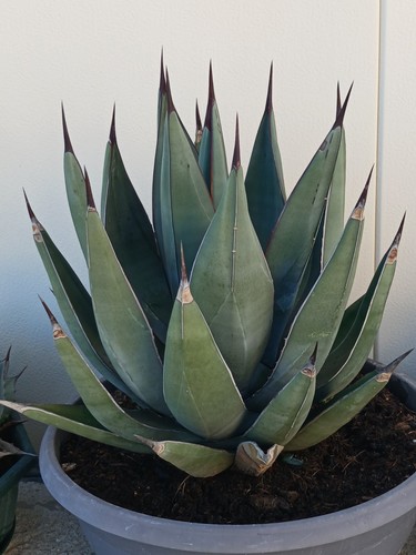 Agave one spine hardy - 'one, spine'