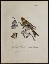 1830 - Sizerin cabaret - Lithographie ancienne d'oiseau (Ornithologie) couleurs