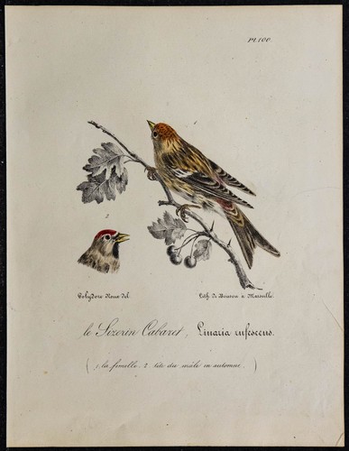 1830 sizerin cabaret - 1830,