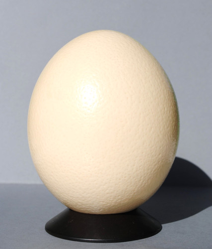 œuf autruche naturel sur - d'autruche,