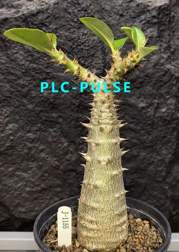 Pachypodium rosulatum
